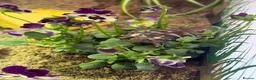 Tortoise reptiles for sale: Western Dwarf Herman Tortoise - Advert 6