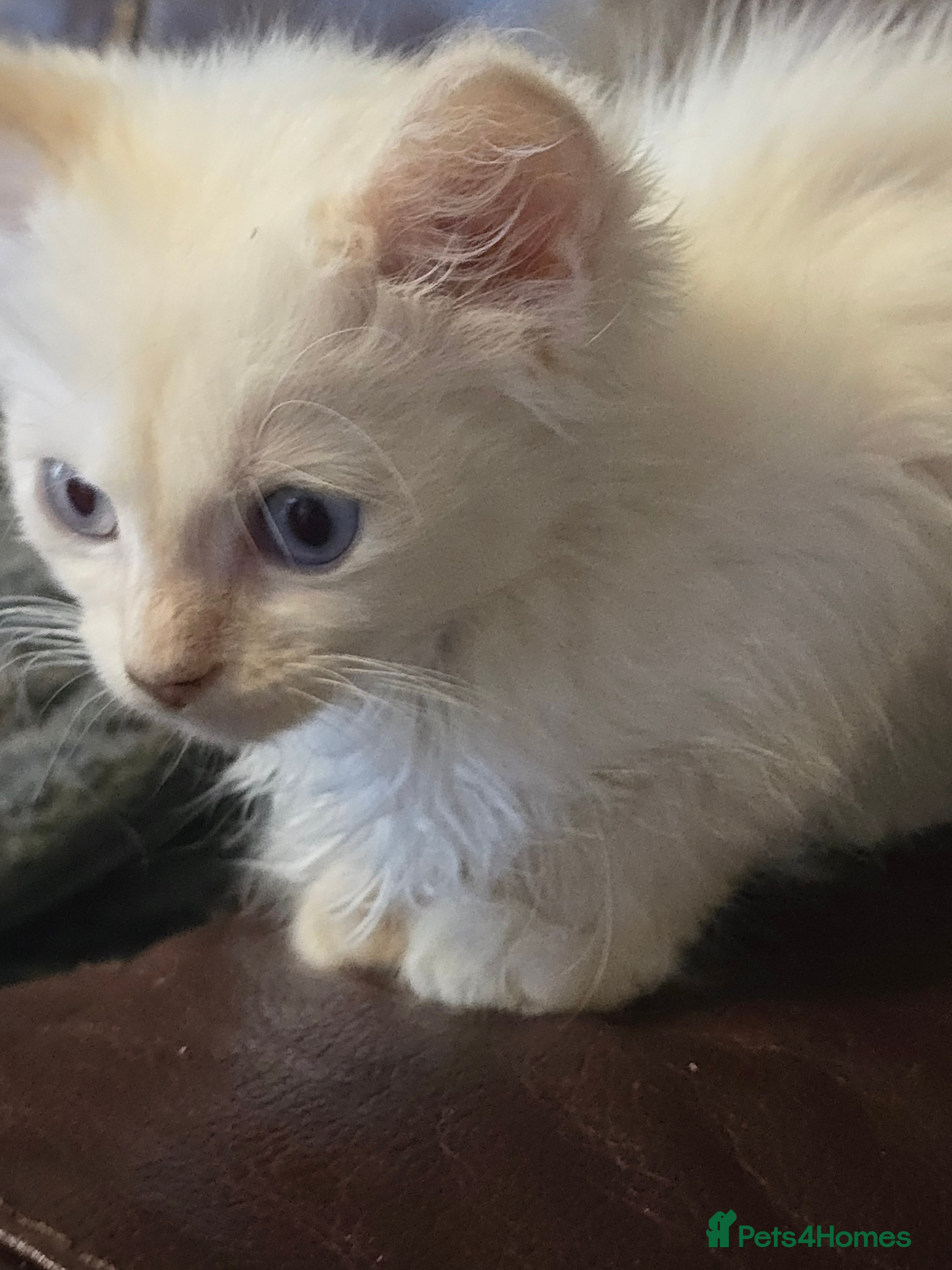 Mixed Breed cats Beautiful boy and girl  - Advert 2