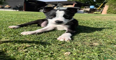 Border Collie dogs - Advert 4