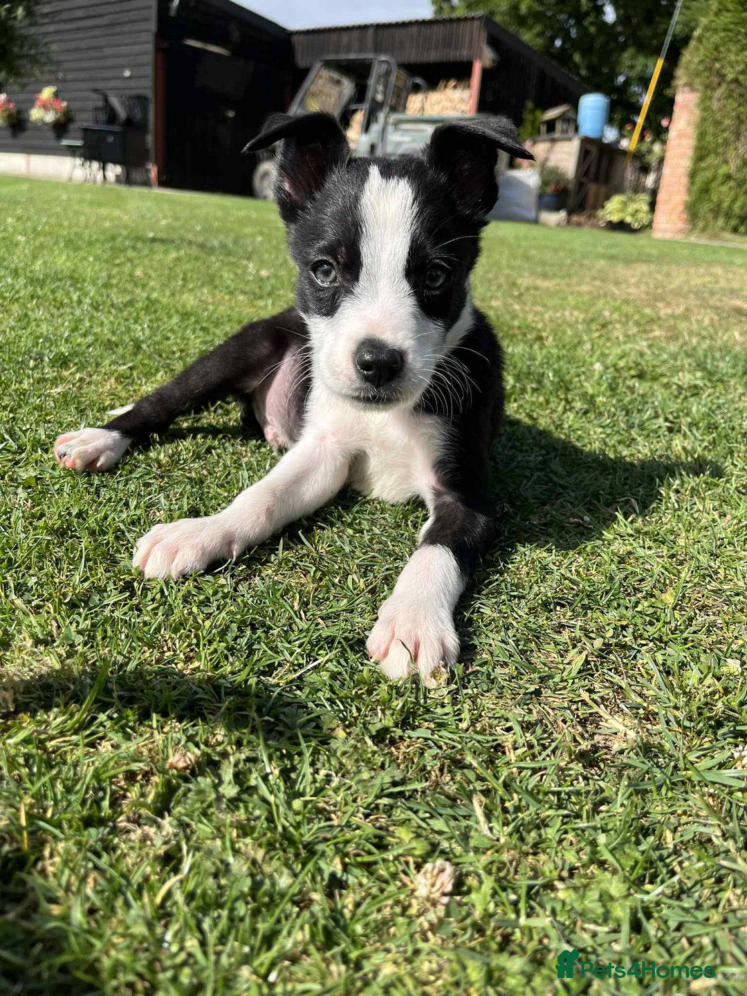 Border Collie dogs for sale: Border Collies  - Image 3