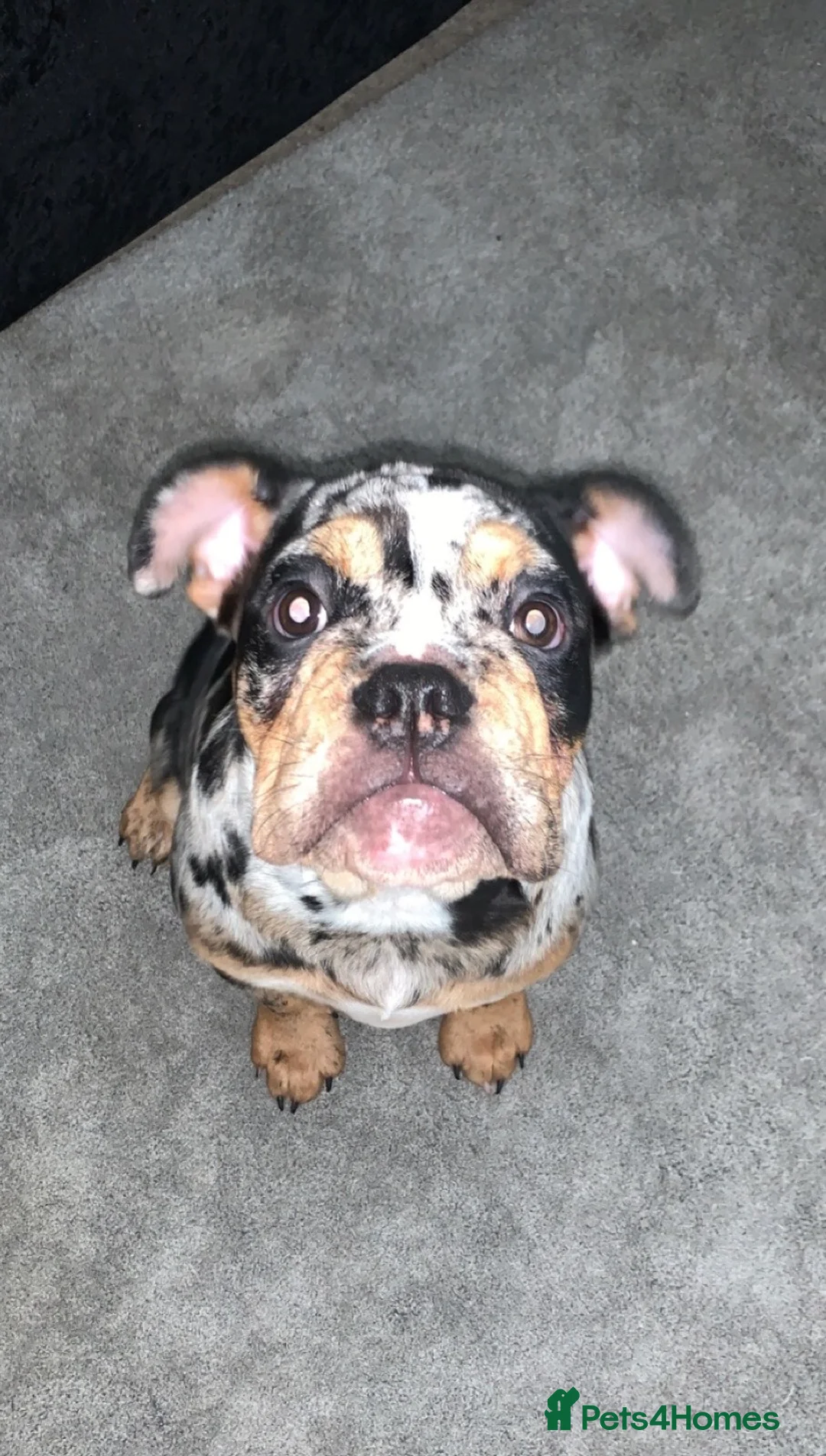 Olde English Bulldogge dogs for sale: 2 female olde English bulldogs in London - Advert 14