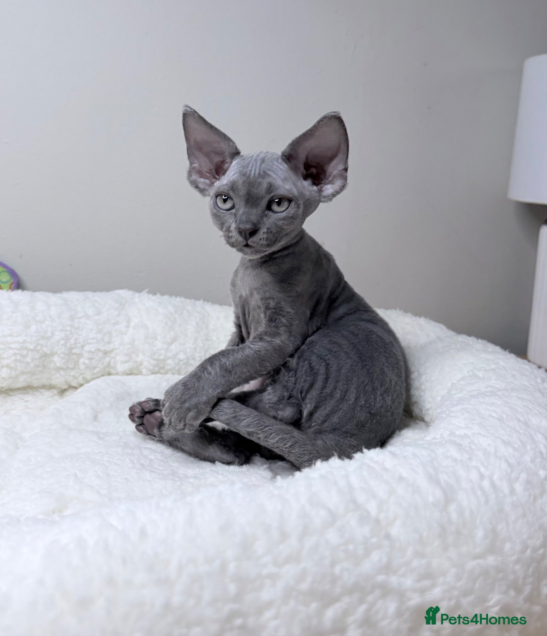 Devon Rex cats Beautiful blue boy and lilac girl!!!!! - Advert 16