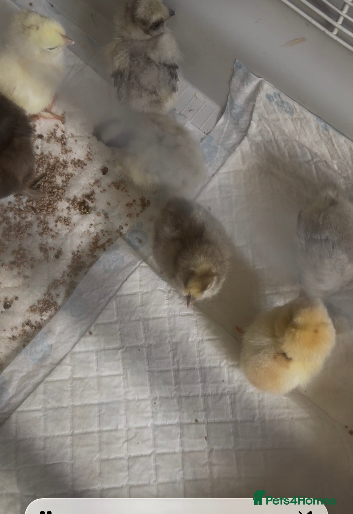 Chickens poultry Baby silkies for sale - Advert 3