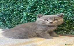 British Shorthair cats for sale: 💕British Shorthair Blue Kittens💕 - Image 20