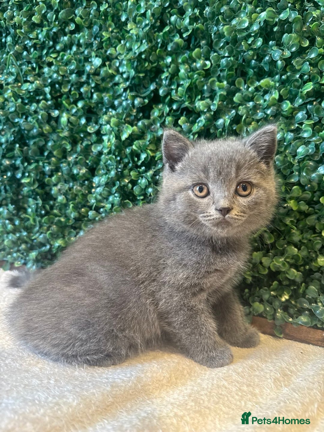 British Shorthair cats for sale: 💕British Shorthair Blue Kittens💕 - Image 20