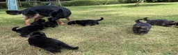 German Shepherd dogs for sale: Quality Longcoat Pups With Health tested Parents  - Advert 25