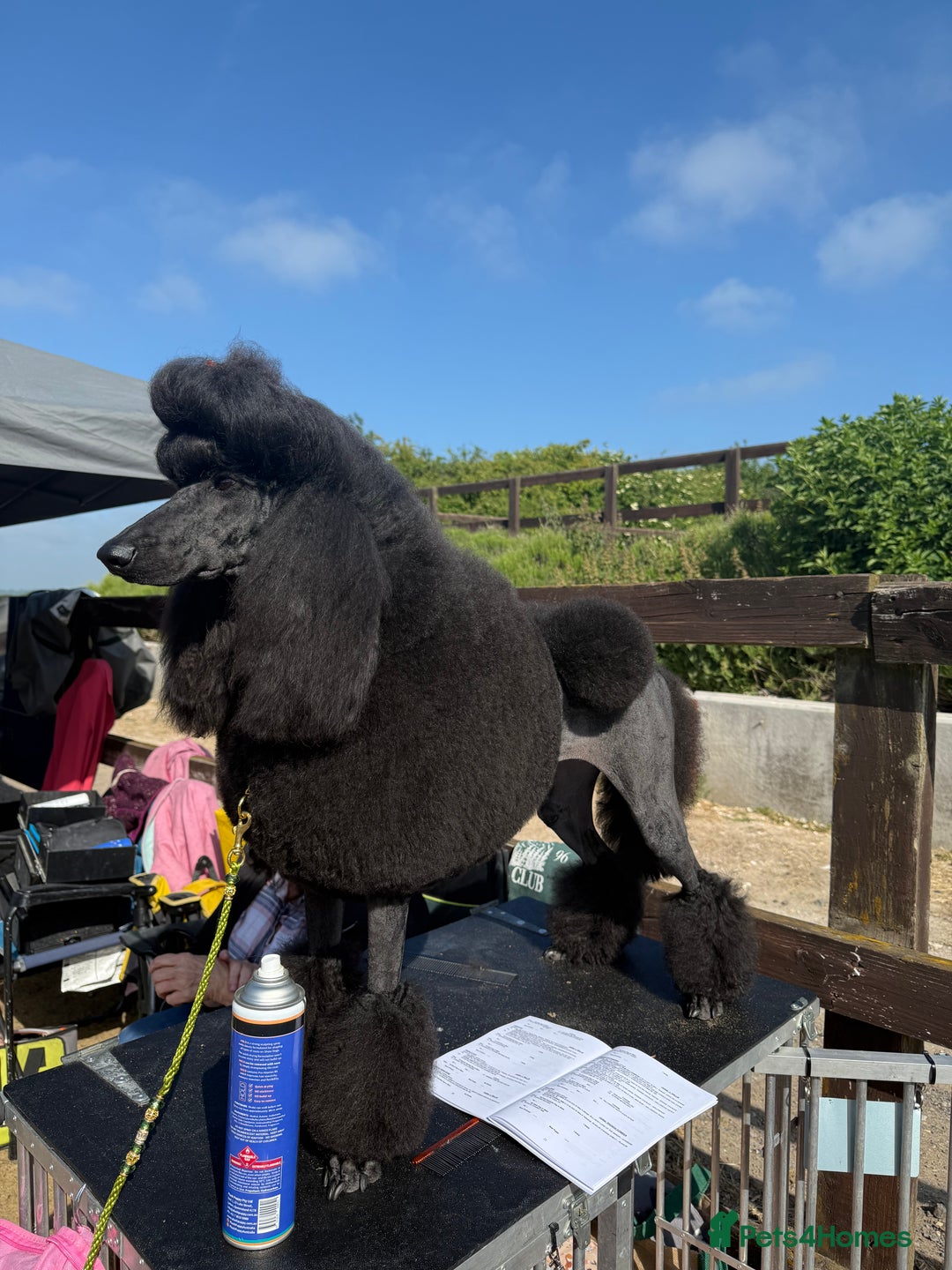 Standard Poodle dogs for sale: 1 KC Black standard poodle puppy - Advert 9