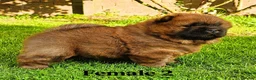 Chow Chow dogs for sale: Crufts and European champions litter  - Advert 6