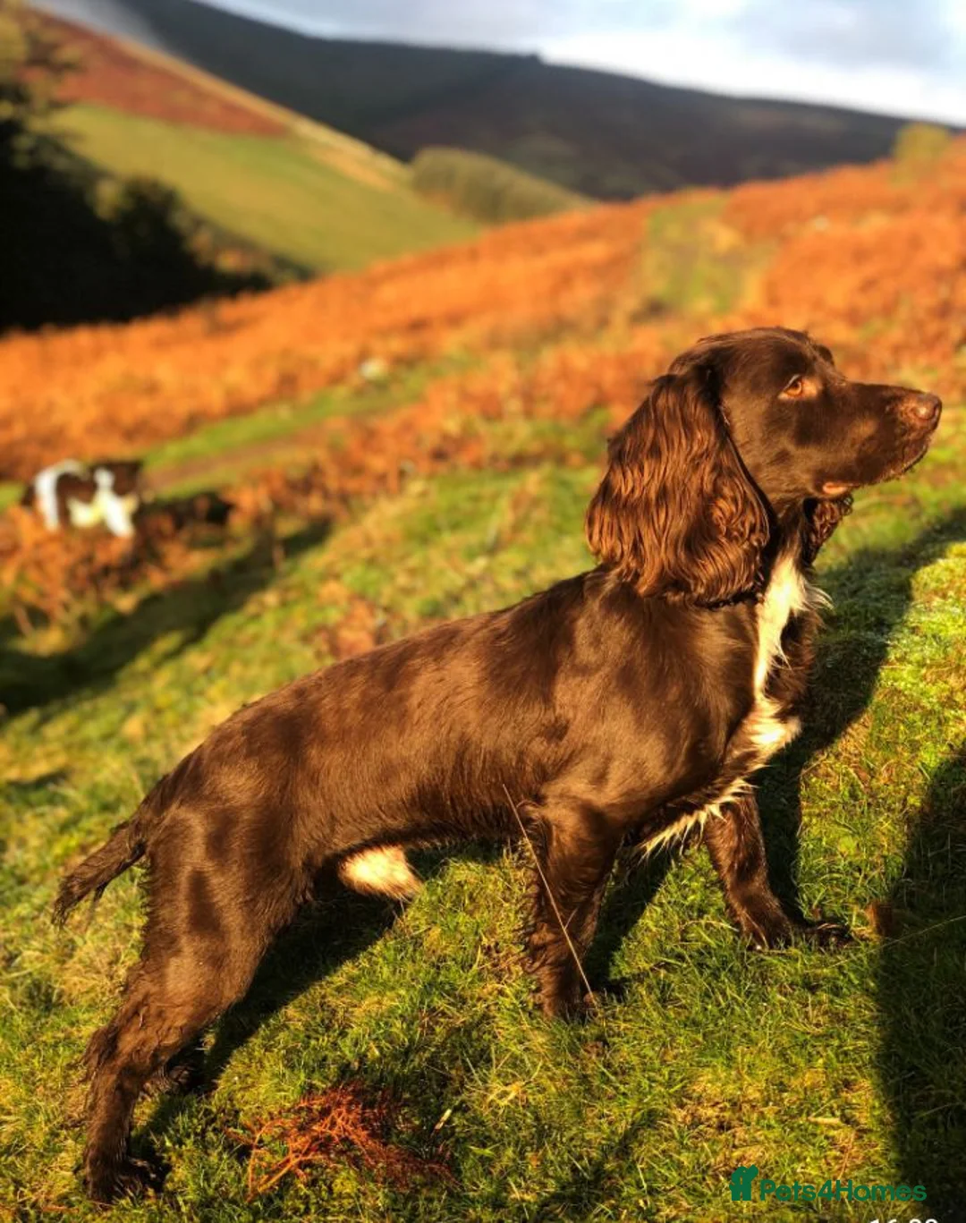 Sprocker dogs for sale: Sprocker puppies  - Advert 20