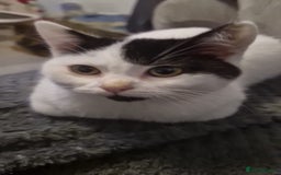 Selkirk Rex cats for sale: Tica reg  pedigree selkirk rex kittens ready now  - Advert 28