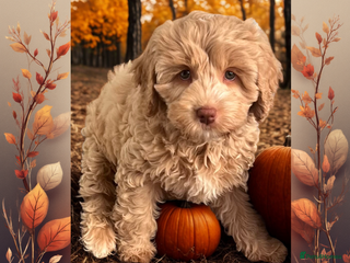 Australian Labradoodle dogs - Advert 2