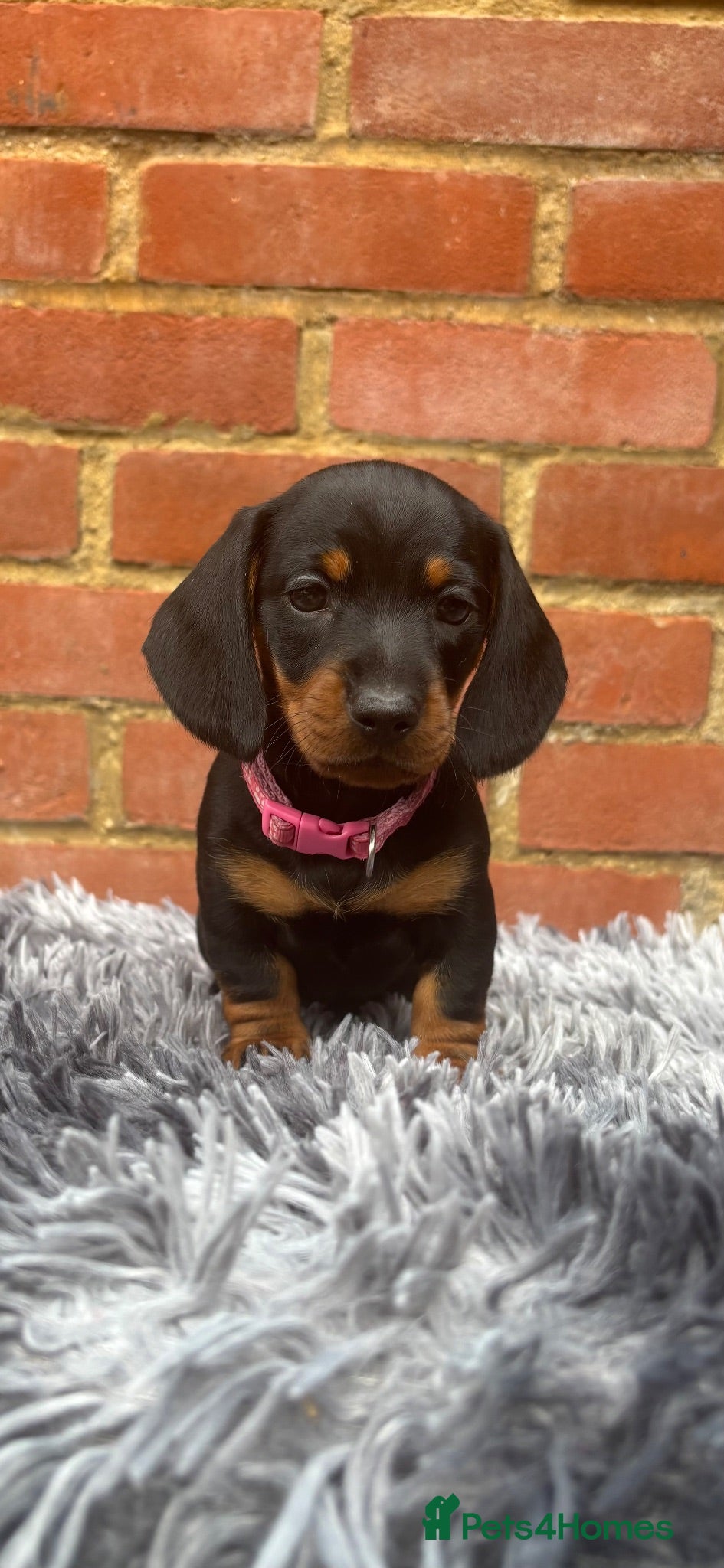 Miniature Dachshund dogs Miniature dachshunds  - Advert 1