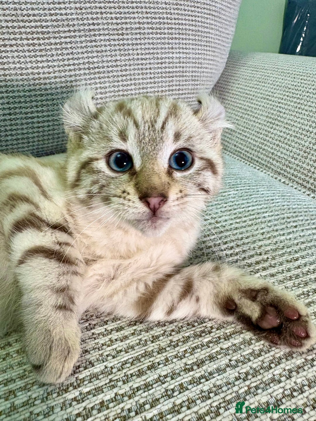 Savannah cats for sale: Superb wild looking snow leopard male  - Advert 4