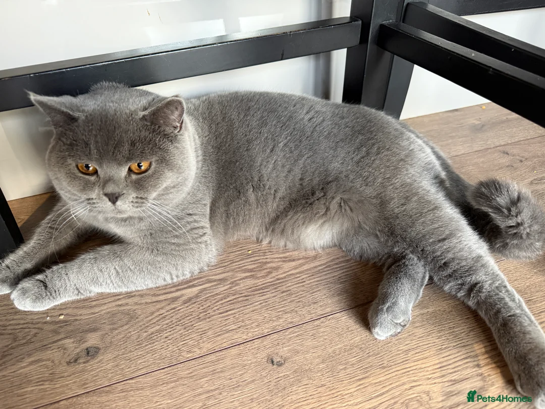 British Shorthair cats for stud: British Shorthair male –  stud available - Advert 10