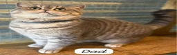 British Shorthair cats for sale: 4 Blue Striped Spotted British shorthair kittens - Advert 12