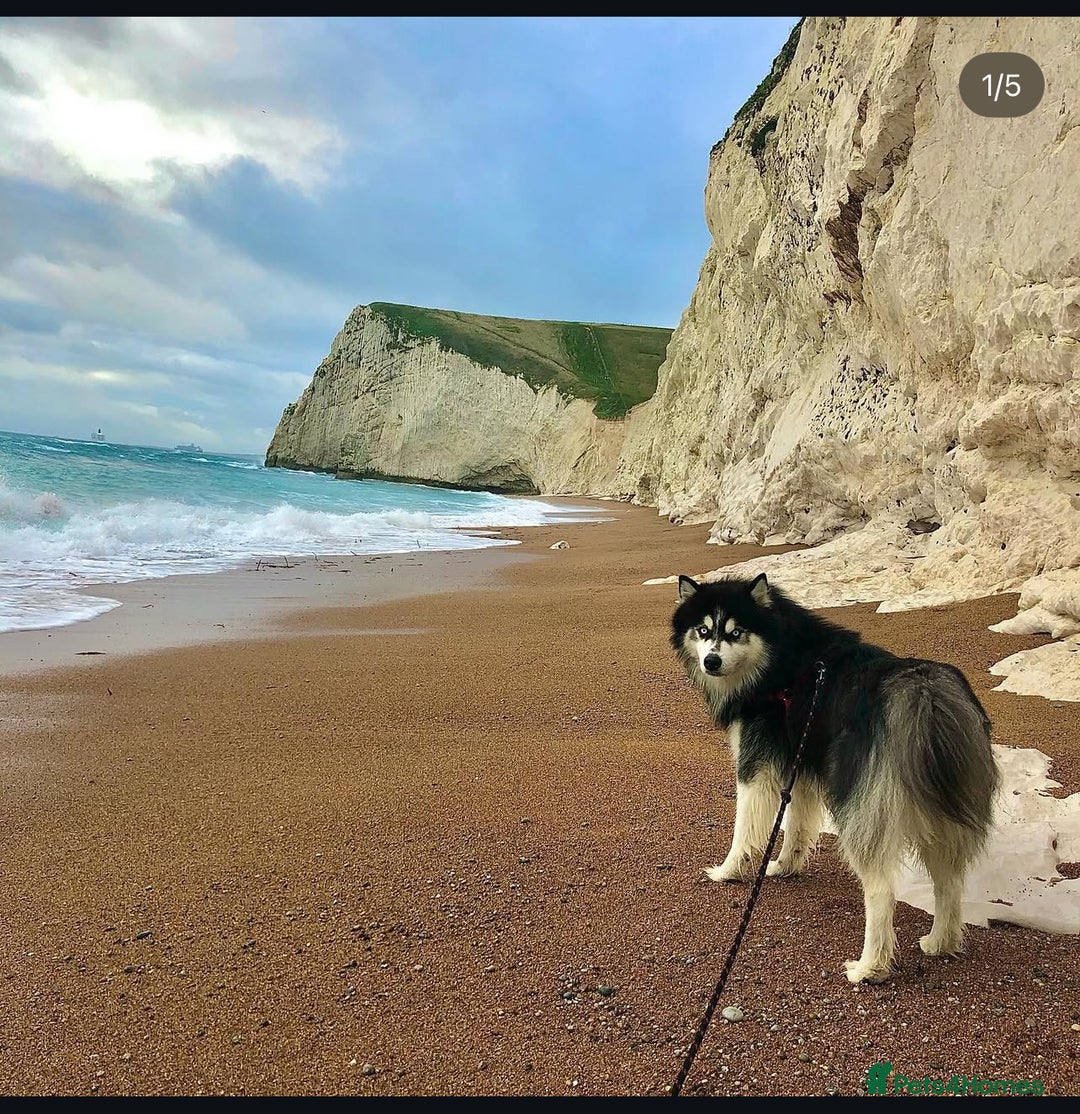 Siberian Husky dogs for stud: Woolly husky available for stud - Advert 2