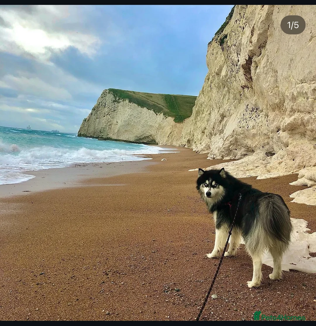 Siberian Husky dogs for stud: Woolly husky available for stud - Advert 2