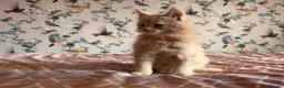 Maine Coon cats for sale: 4 beautiful playful Maine Coon kittens  in Glastonbury - Advert 15