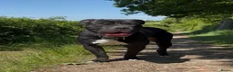 Mixed Breed dogs for sale: Cane corso x staff x sharpei  in Potters Bar - Advert 2