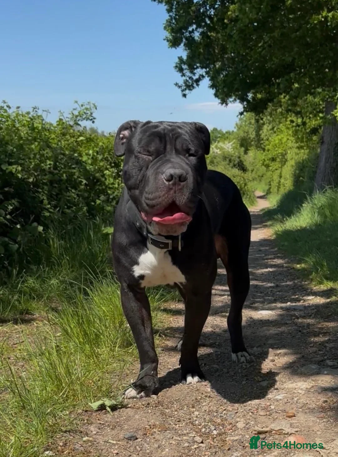 Mixed Breed dogs for sale: Cane corso x staff x sharpei  in Potters Bar - Advert 2