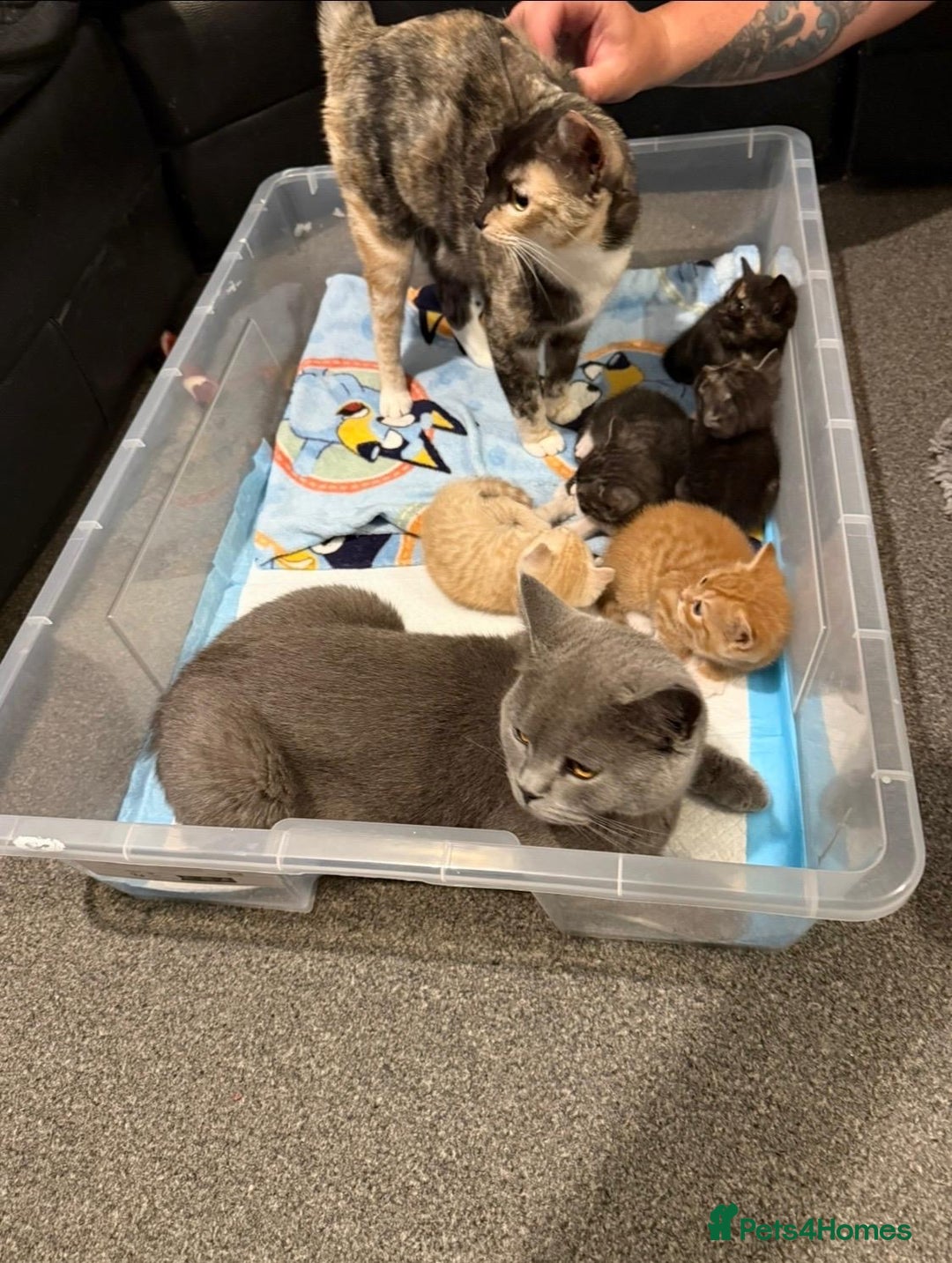 British Shorthair cats for sale: British Shorthair Cross Kittens  - Image 12