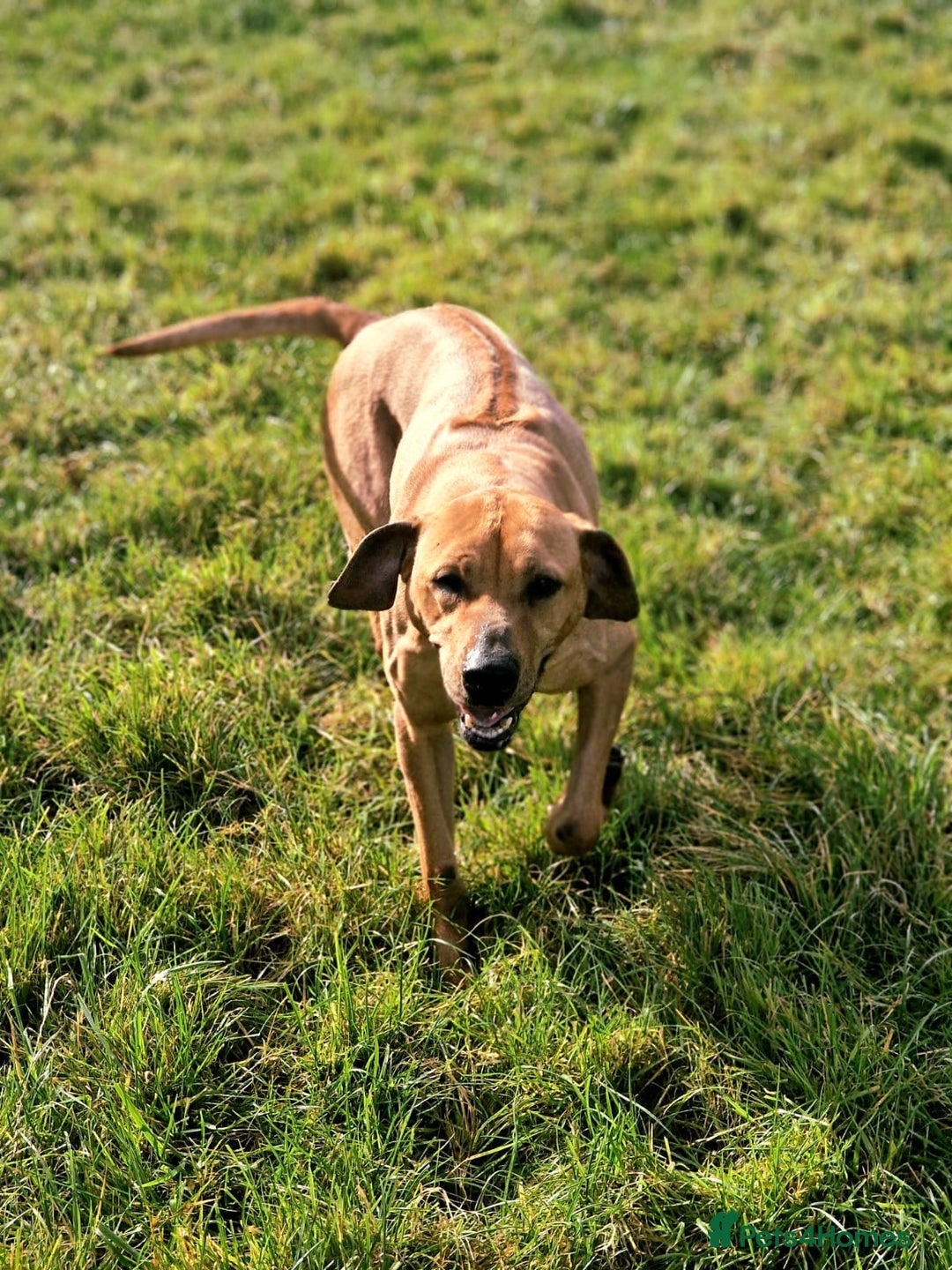 Rhodesian Ridgeback dogs for sale: Two stunning kc registered boys ready to leave  - Image 8
