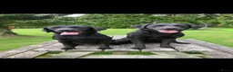 Labrador Retriever dogs for sale: Labrador puppies  in Machynlleth - Advert 2
