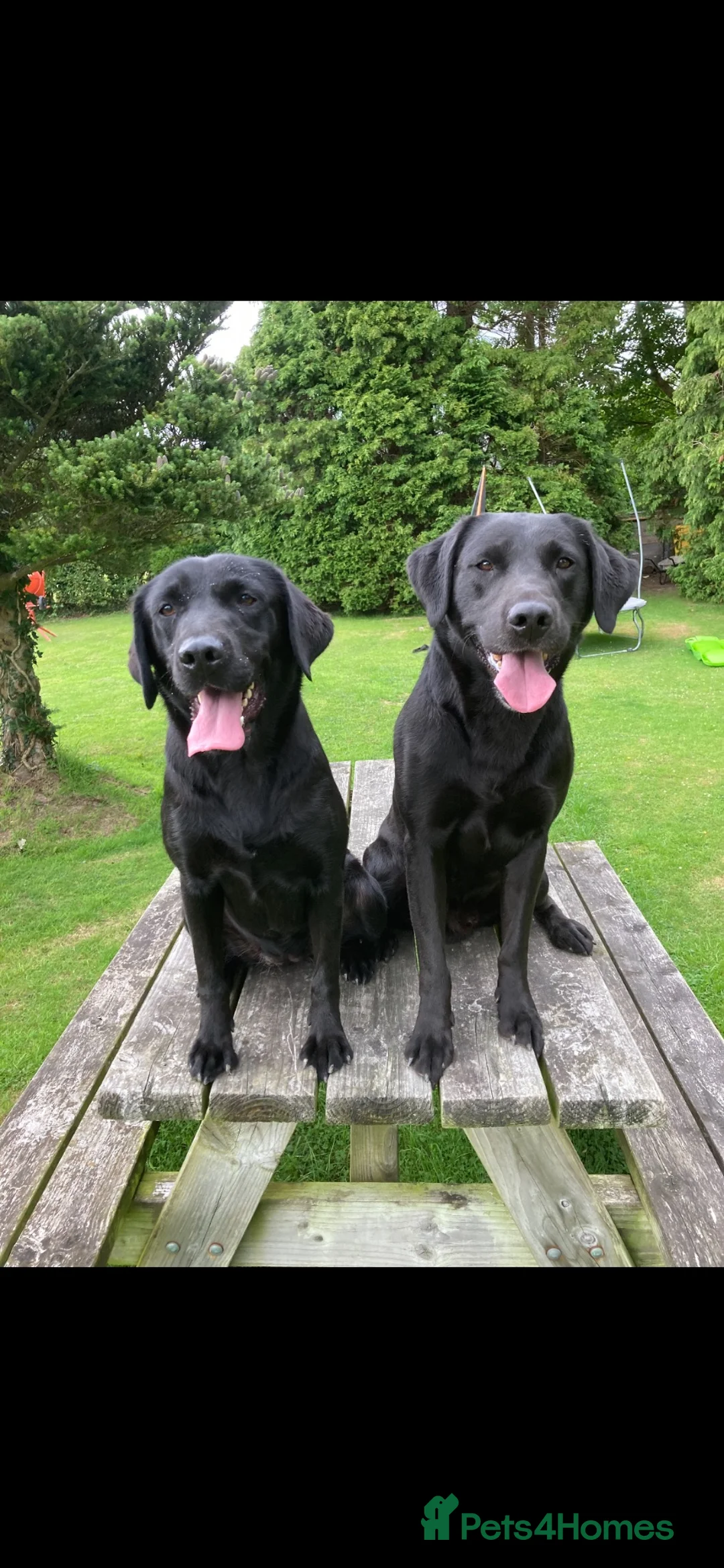 Labrador Retriever dogs for sale: Labrador puppies  in Machynlleth - Advert 2