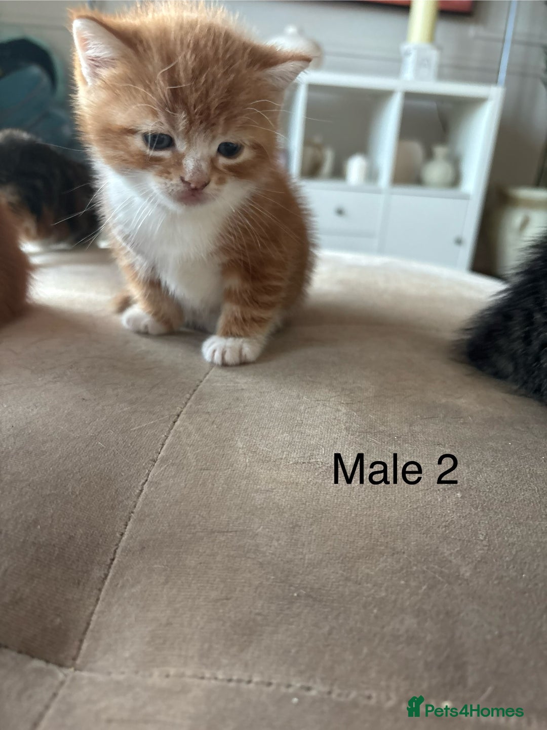 Mixed Breed cats for sale: Gorgeous mixed breed bengal and calico kittens - Advert 5