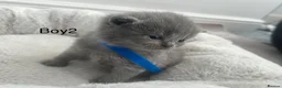 British Shorthair cats for sale: British Shorthair Kittens TICA registered  - Advert 10