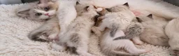 Ragdoll cats for sale: Tica registered Amazing quality kittens - Advert 13
