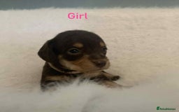 Mixed Breed dogs for sale: Adorable Doxipoo puppies  - Image 5
