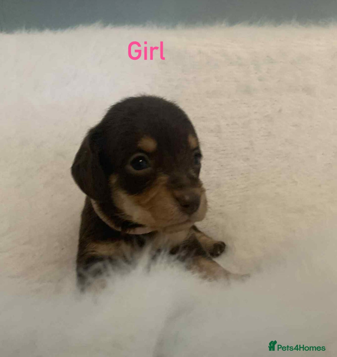 Mixed Breed dogs for sale: Adorable Doxipoo puppies  - Image 5