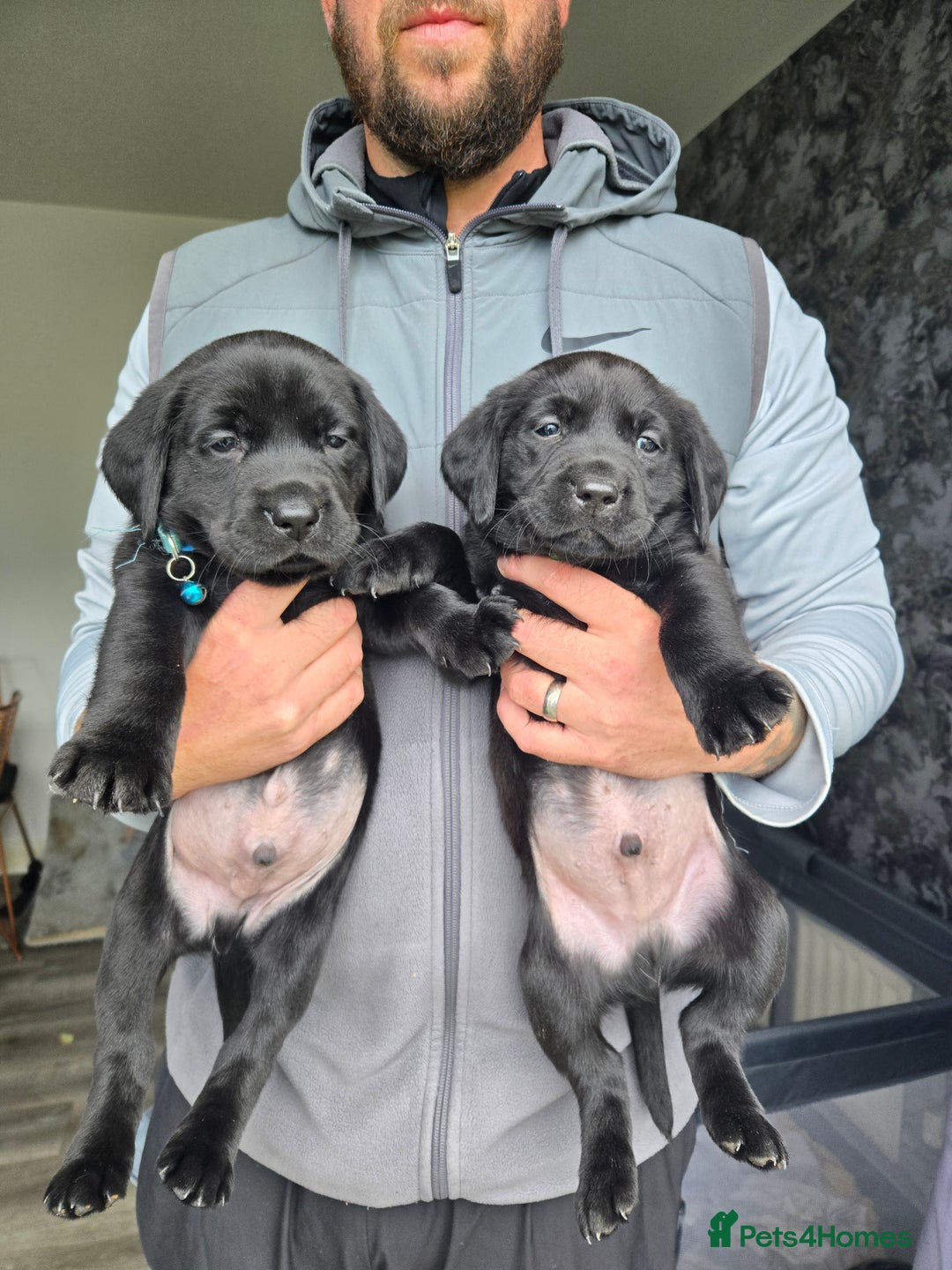 Labrador Retriever dogs for sale: Black and chocolate labrador puppies - Image 6