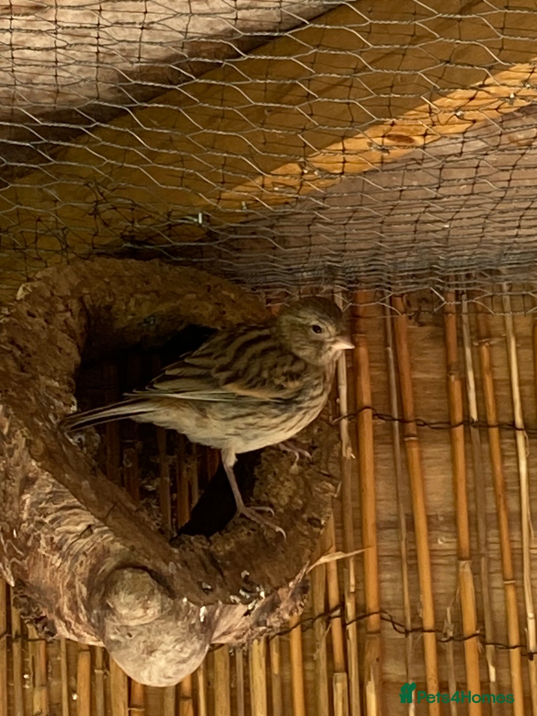 Canaries birds for sale: Fife Canaries and zebra finches for sale - Image 2