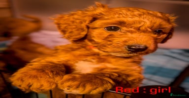 Cavapoo dogs - Advert 4