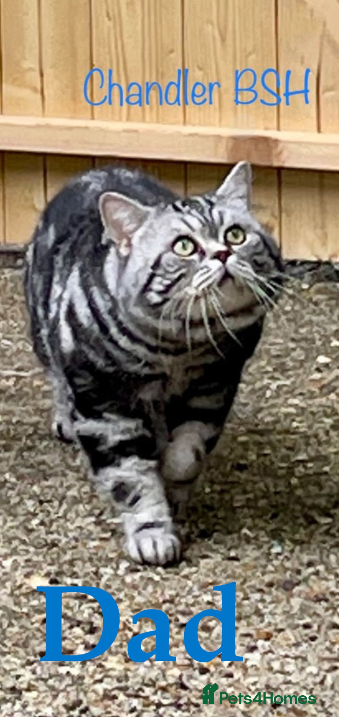 British Shorthair cats for sale: LAST ONE LEFT-Pedigree GCCF Pure BSH Tabby Kittens - Advert 7