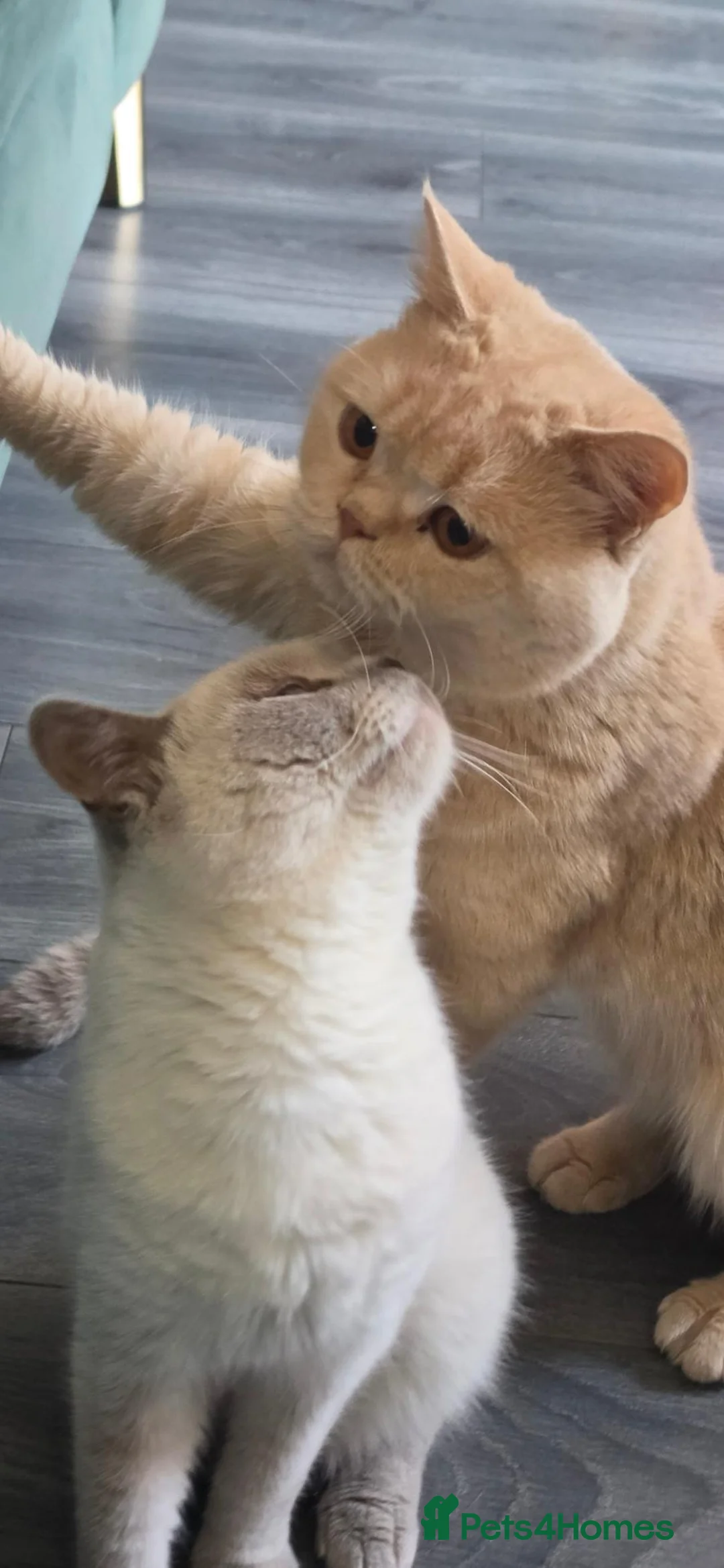 British Shorthair cats for sale: 2 British Shorthair borthers in Ossett - Advert 2