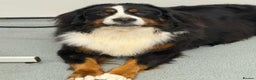 Bernese Mountain Dog dogs for sale: KC REGISTERED LITTER OF BERNESE MOUNTAIN DOG PUPS - Advert 8