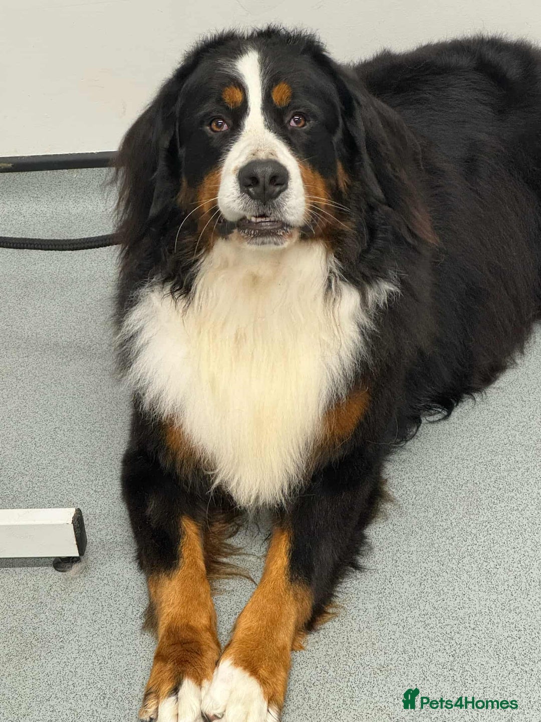 Bernese Mountain Dog dogs for sale: KC REGISTERED LITTER OF BERNESE MOUNTAIN DOG PUPS - Advert 8