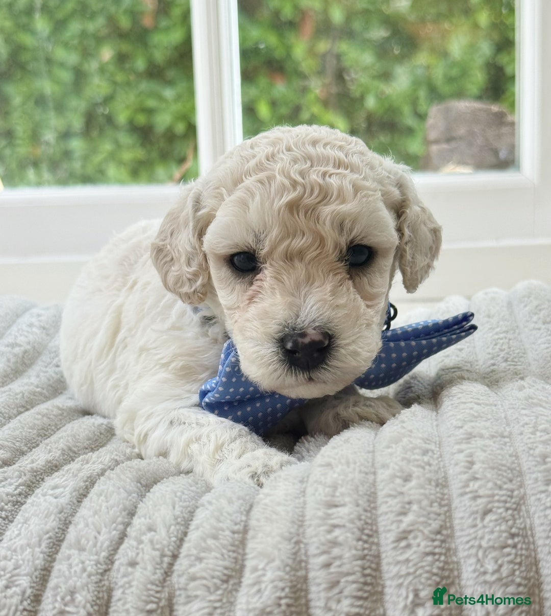 Cavapoochon dogs for sale: Cavapoochon puppies  - Image 19