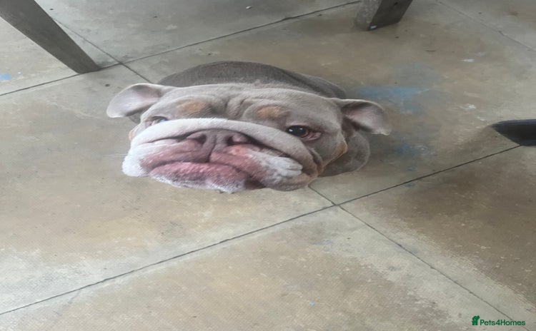English Bulldog dogs - Advert 2