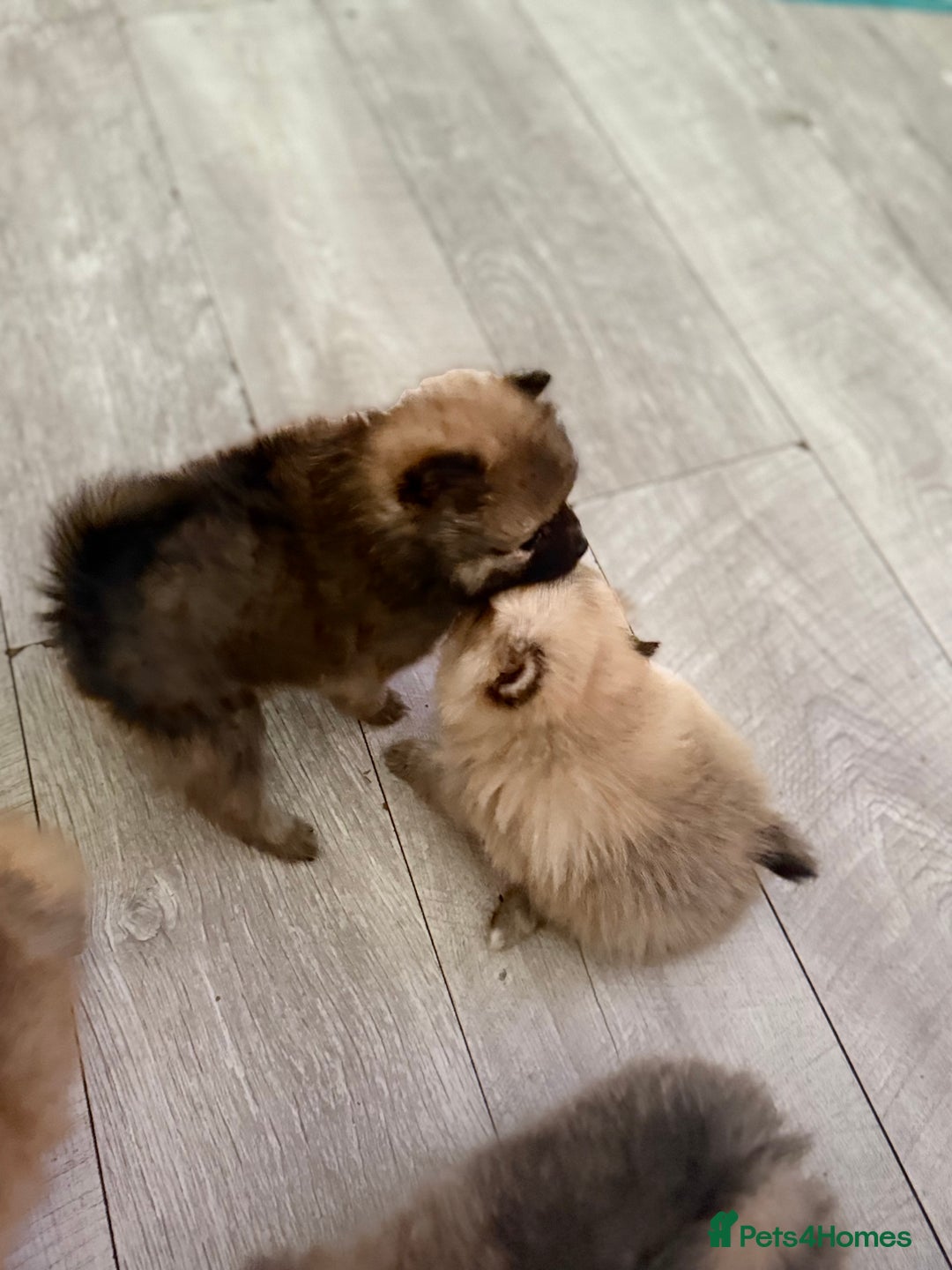 Pomeranian dogs for sale: STUNNING mini Pomeranians  - Image 8