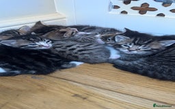 American Shorthair cats for sale: 🐾 Adorable American Shorthair Kittens! 🐾 - Image 3