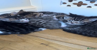 American Shorthair cats 🐾 Adorable American Shorthair Kittens! 🐾 - Advert 9