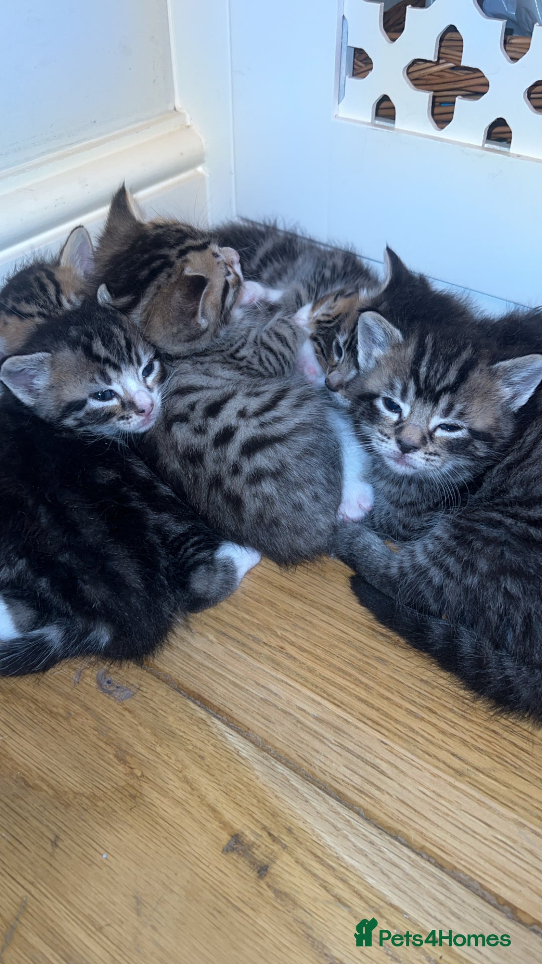 American Shorthair cats for sale: 🐾 Adorable American Shorthair Kittens! 🐾 - Image 3