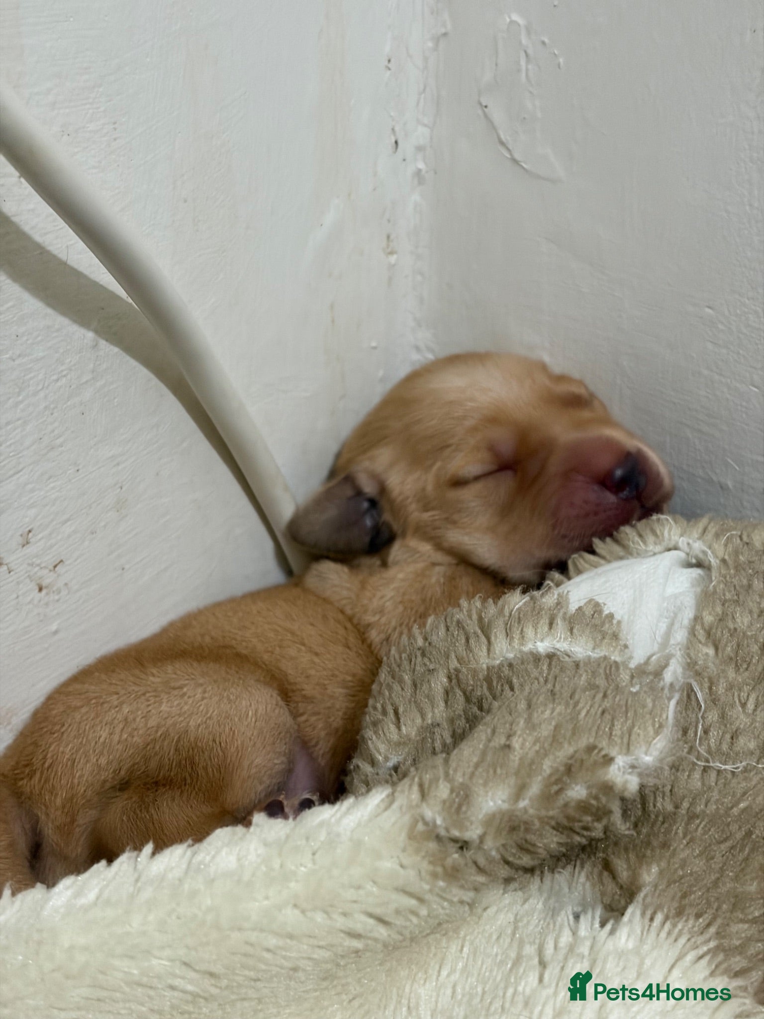 Labrador Retriever dogs KC Registered Fox Red Labrador Retriever Puppies - Advert 17