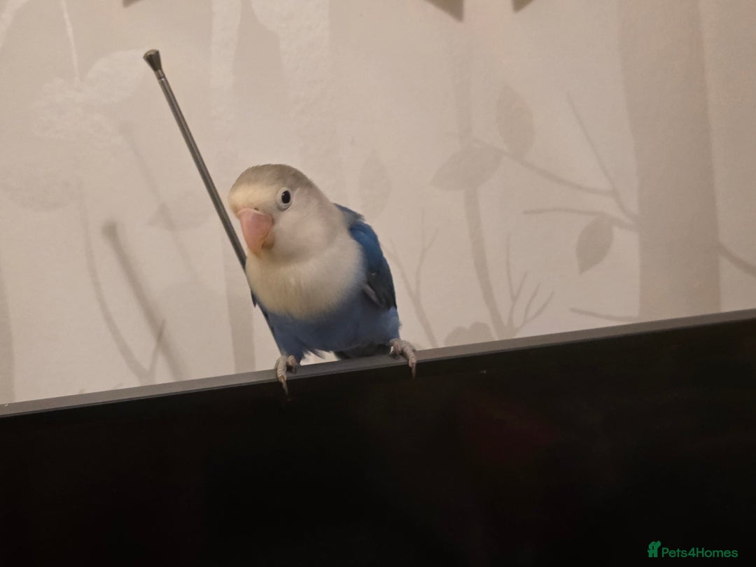 Lovebirds birds for sale: Fischer Love bird to sell  - Advert 14