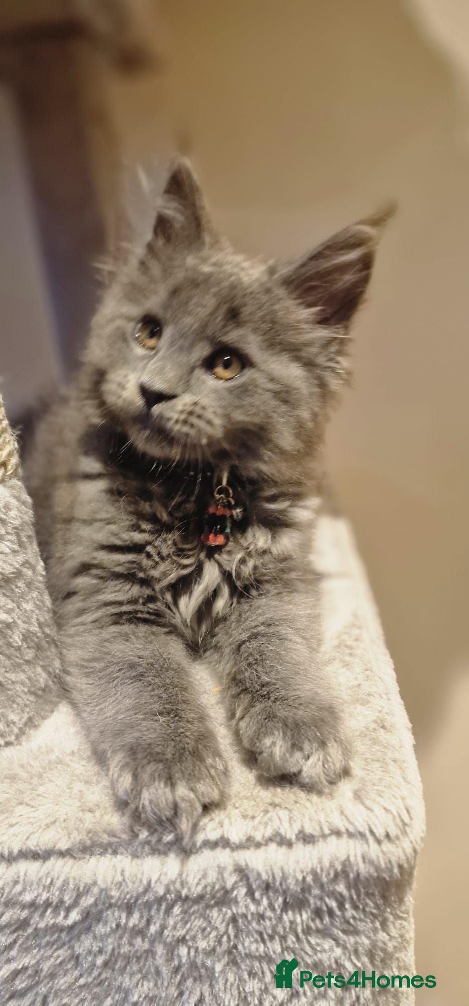 Maine Coon cats 🐾 Stunning Maine Coon Kittens  Ready Now £1000 🐾 - Advert 2