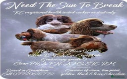 Sprocker dogs for sale: Sprocker puppies  - Image 8